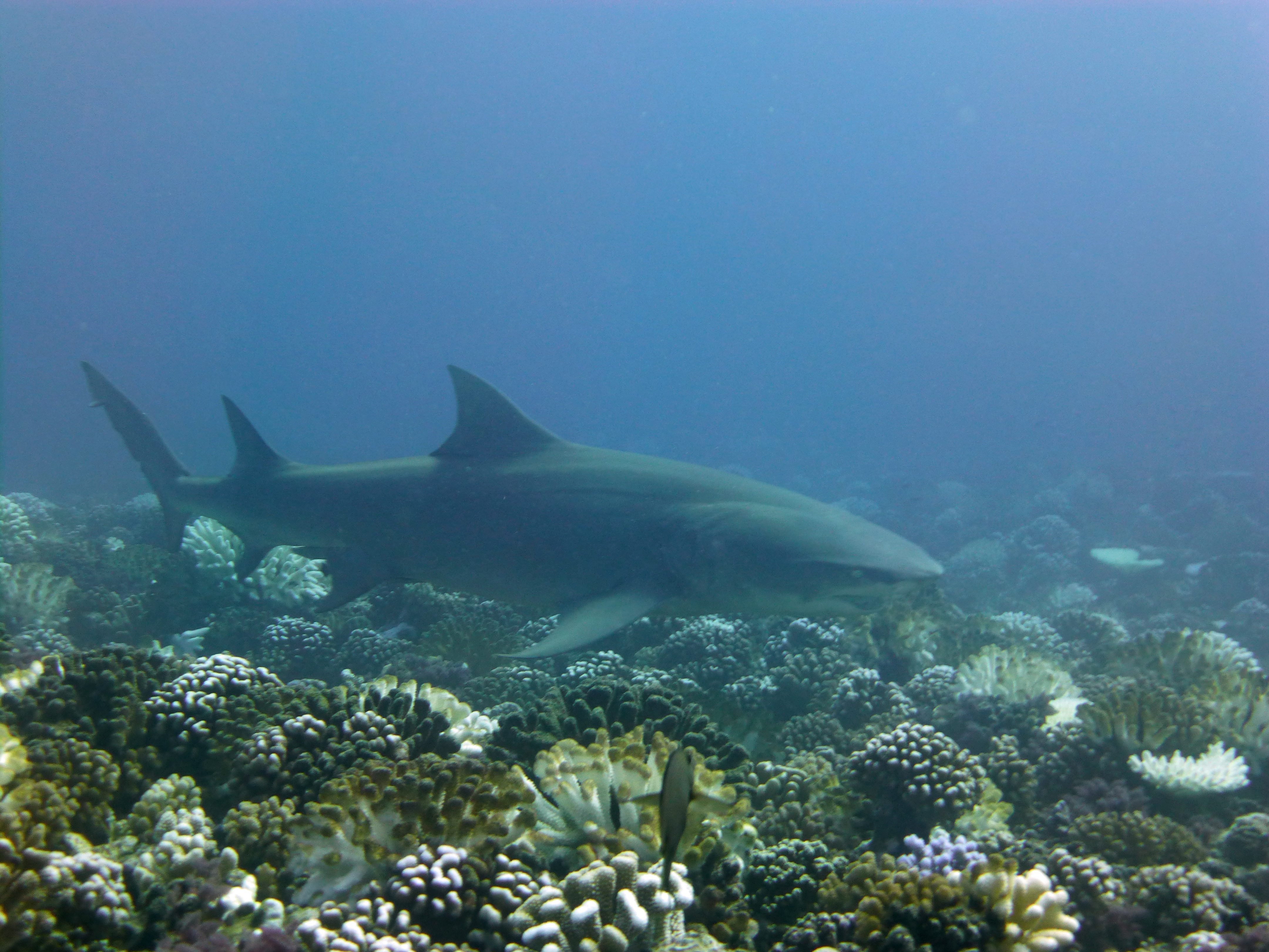 One of the lemon sharks, Mamaru, Mo'orea, French Polynesia 2019.